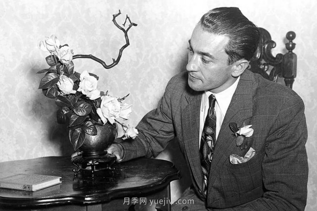 全世界每一個(gè)月季品種園里，都會(huì)有一種和平月季寧?kù)o祥和地盛開(圖2)