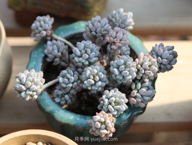 夏天不能買的7種花，再漂亮也要管住手(圖7)