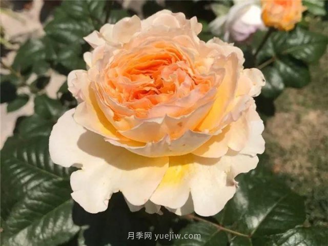 夏天隨便養(yǎng)，20個(gè)不怕熱的耐熱月季品種推薦(圖4)