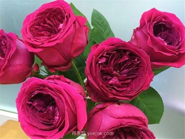 夏天隨便養(yǎng)，20個(gè)不怕熱的耐熱月季品種推薦(圖11)
