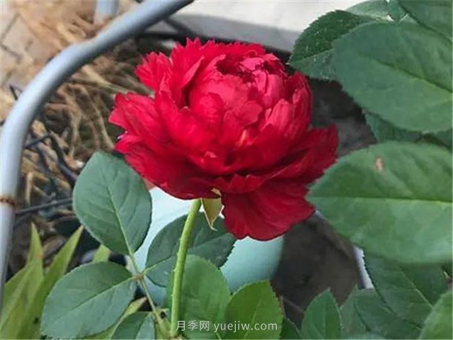 夏天隨便養(yǎng)，20個(gè)不怕熱的耐熱月季品種推薦(圖16)