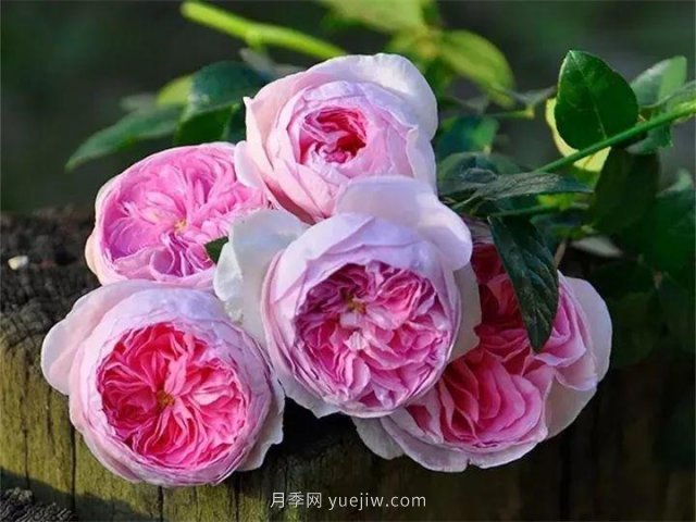 夏天隨便養(yǎng)，20個(gè)不怕熱的耐熱月季品種推薦(圖20)