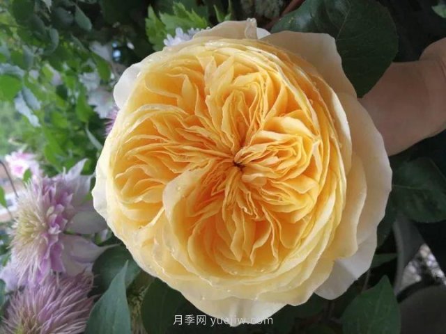 夏天隨便養(yǎng)，20個(gè)不怕熱的耐熱月季品種推薦(圖19)