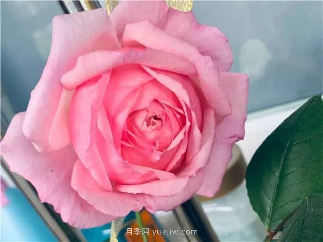 夏天隨便養(yǎng)，20個(gè)不怕熱的耐熱月季品種推薦(圖10)