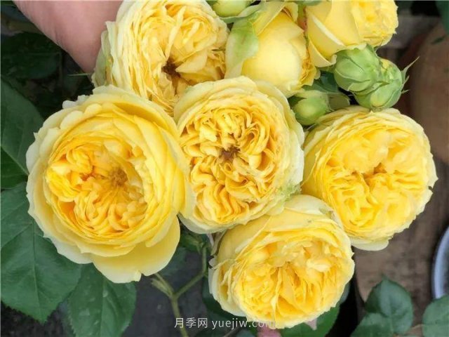 夏天隨便養(yǎng)，20個(gè)不怕熱的耐熱月季品種推薦(圖13)