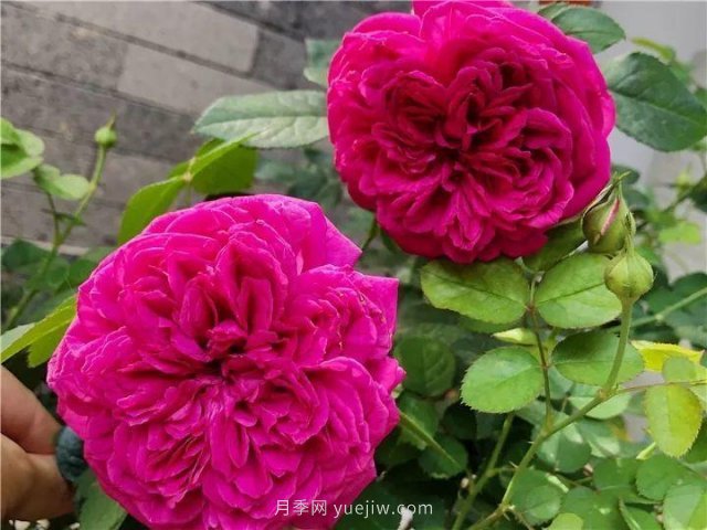 夏天隨便養(yǎng)，20個(gè)不怕熱的耐熱月季品種推薦(圖7)