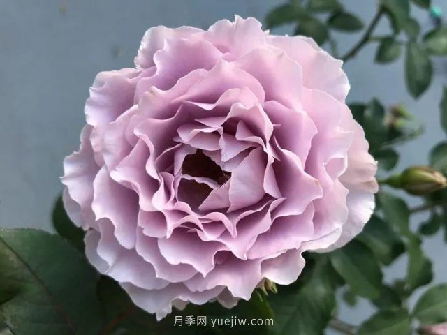夏天隨便養(yǎng)，20個(gè)不怕熱的耐熱月季品種推薦(圖12)