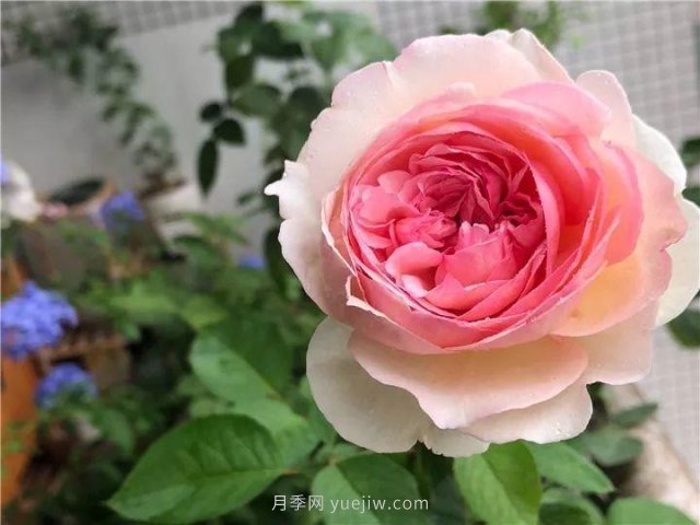 夏天隨便養(yǎng)，20個(gè)不怕熱的耐熱月季品種推薦(圖18)