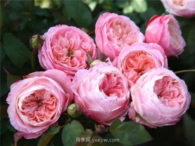 夏天隨便養(yǎng)，20個(gè)不怕熱的耐熱月季品種推薦(圖17)