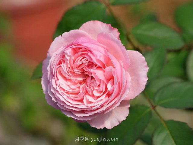 雨季如何做好苗木的防澇準(zhǔn)備工作，才能減少苗圃損失？(圖1)
