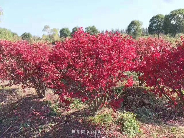 想依靠叢生苗賺大錢，你得先看透這些問題(圖1)