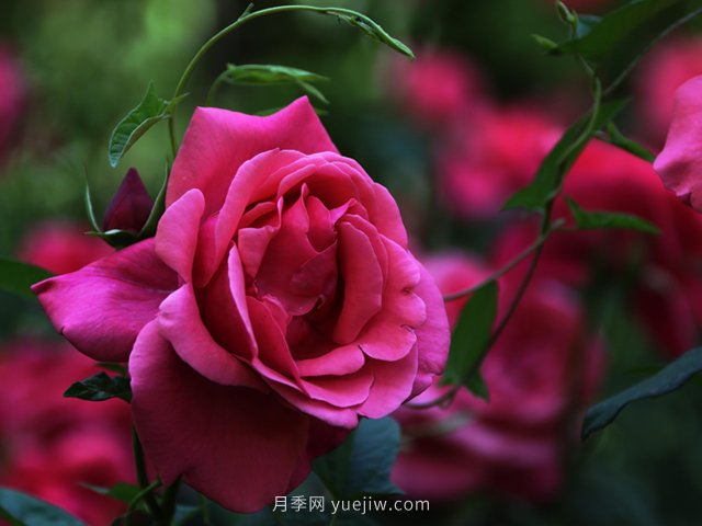 八月份園林養(yǎng)護(hù)技術(shù)要點(圖1)