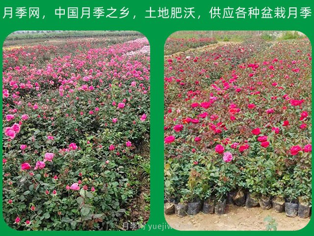 南陽(yáng)苗木種植應(yīng)該注意那些？(圖1)