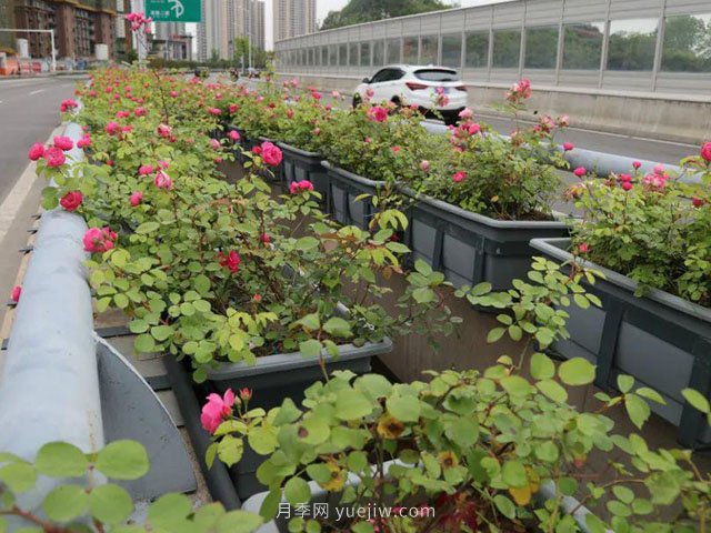 為什么自家基地的苗木總是賣不出去？(圖1)