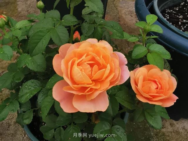 新手養(yǎng)月季，不能錯(cuò)過(guò)入門(mén)級(jí)的果汁陽(yáng)臺(tái)(圖1)