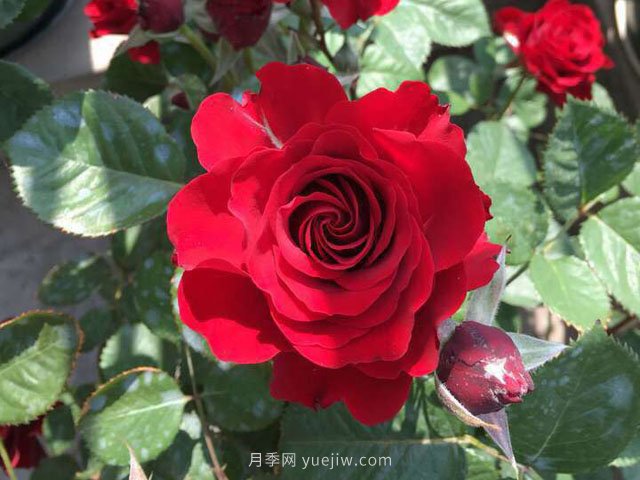 日蝕王陽(yáng)臺(tái)月季(圖1)