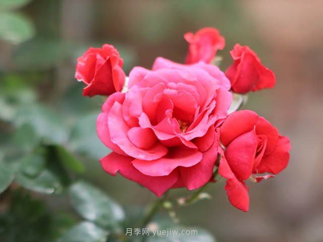 全國花卉苗木主產(chǎn)區(qū)分析，月季主產(chǎn)區(qū)在南陽(圖1)