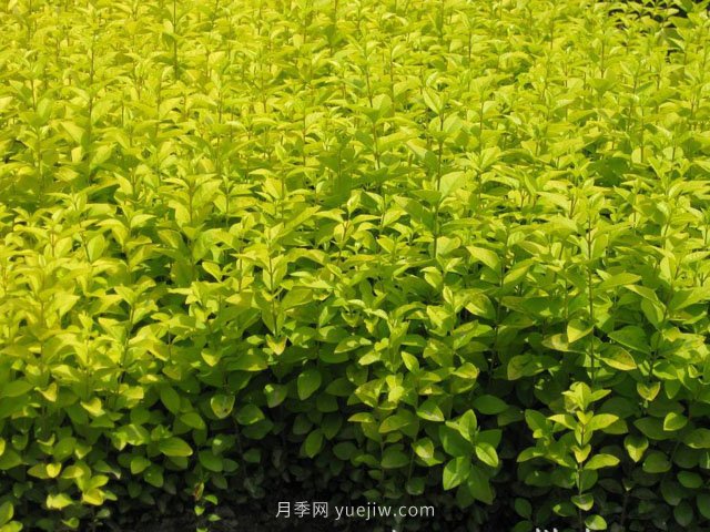 夏季如何鋪植草坪，減少發(fā)黃枯死的問(wèn)題？(圖1)