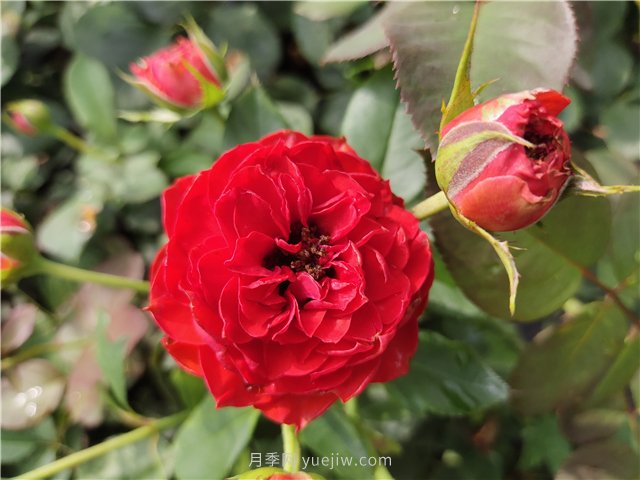 新手月季花友買什么品種？給大家分享5種經(jīng)典品種(圖3)
