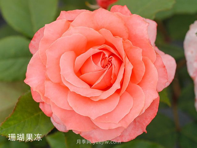 新手月季花友買什么品種？給大家分享5種經(jīng)典品種(圖4)