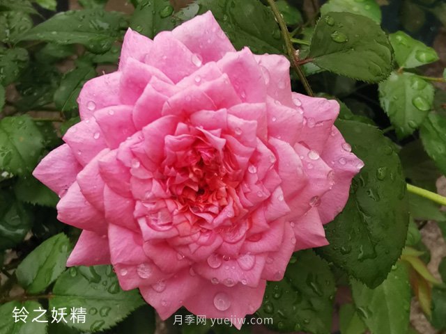 推薦5個(gè)漂亮月季品種適合秋天養(yǎng)，耐熱耐寒性都優(yōu)秀(圖1)