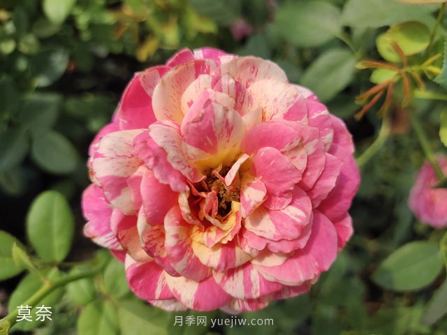 推薦5個(gè)漂亮月季品種適合秋天養(yǎng)，耐熱耐寒性都優(yōu)秀(圖5)