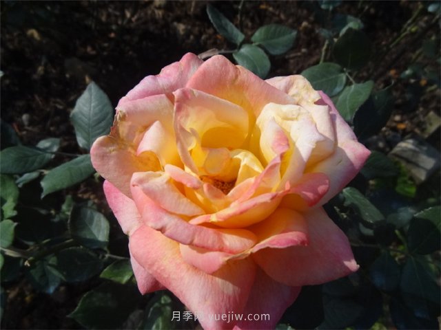 農(nóng)村創(chuàng)業(yè)九死一生，為什么那么難？(圖1)