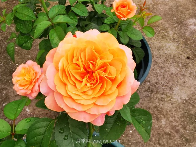 推薦5款高顏值黃色月季品種，美麗又好養(yǎng)！(圖1)