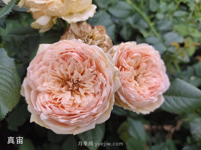 推薦5款高顏值黃色月季品種，美麗又好養(yǎng)！(圖3)