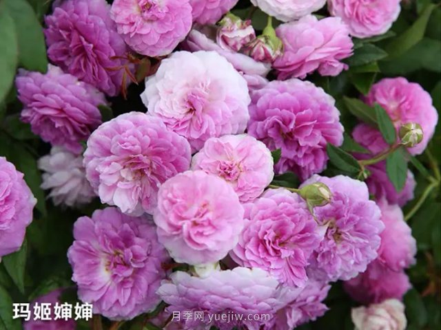 陽臺(tái)養(yǎng)月季就算這3個(gè)品種，開花勤快少生病(圖2)
