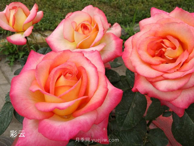愛不起來的4種花卉，包含月季，缺點多于優(yōu)點(圖1)