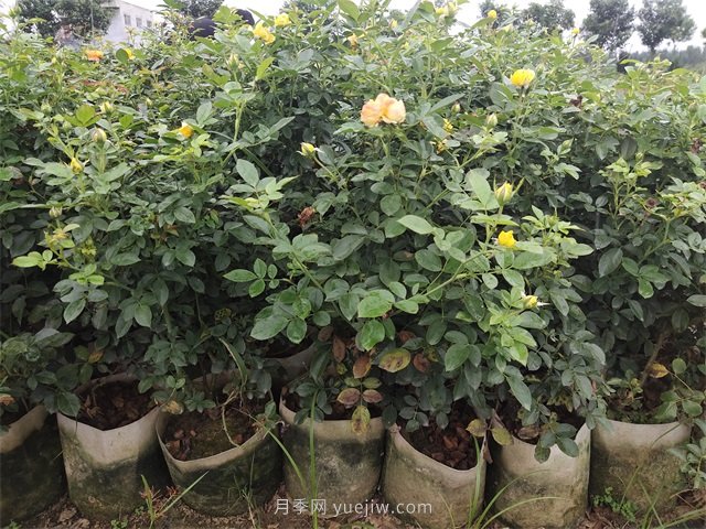 大缽盆栽月季，多年生大花美植袋盆栽月季(圖3)