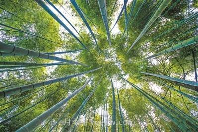 韶關仁化，小毛竹做活“竹產(chǎn)業(yè)”大文章(圖1)