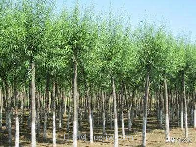 適合在農(nóng)村種植的苗木樹(shù)種有哪些？(圖4)