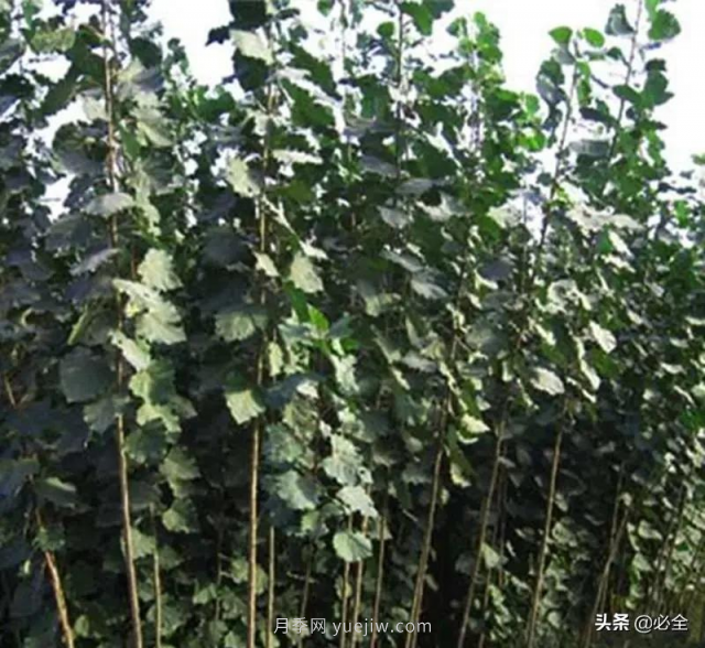 適合在農(nóng)村種植的苗木樹(shù)種有哪些？(圖2)