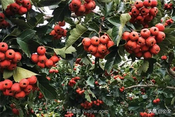 適合在農(nóng)村種植的苗木樹(shù)種有哪些？(圖3)