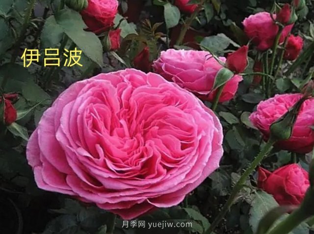 花型漂亮，8個(gè)友禪系列月季推薦(圖2)