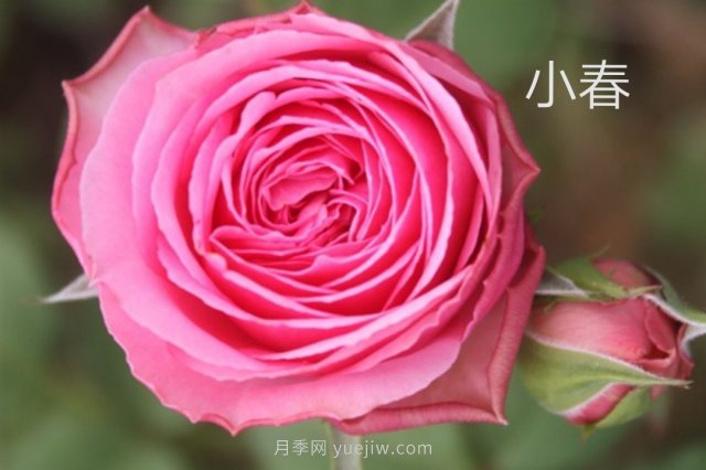 花型漂亮，8個(gè)友禪系列月季推薦(圖4)
