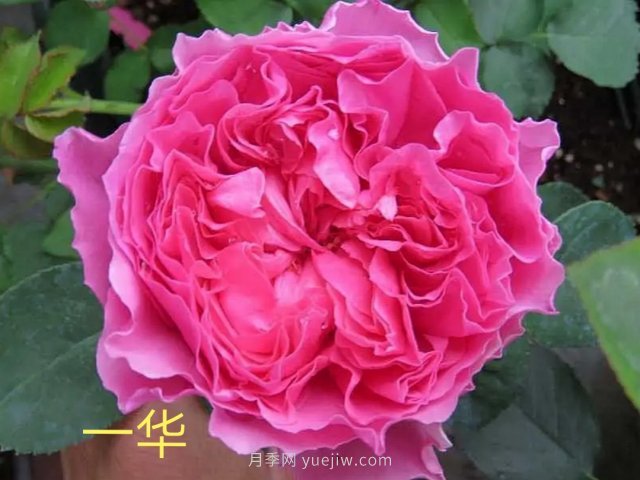 花型漂亮，8個(gè)友禪系列月季推薦(圖7)