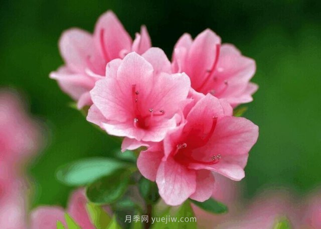 杜鵑花施肥用什么肥，施肥時(shí)間和方法(圖1)