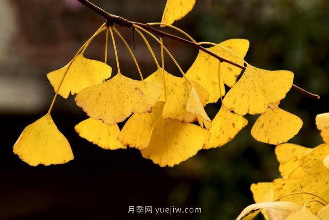 銀杏樹種植生長(zhǎng)該注意哪些問題(圖1)