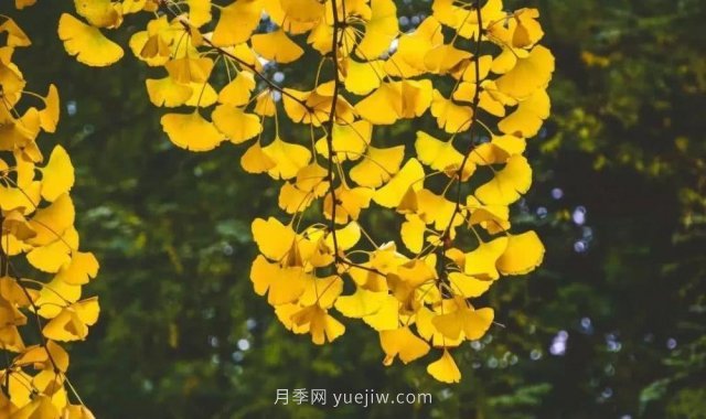 銀杏樹種植生長(zhǎng)該注意哪些問題(圖2)