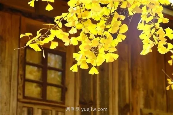 植物風(fēng)水學(xué)知識，園林人必須知道的！(圖4)