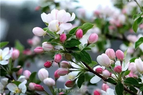 植物風(fēng)水學(xué)知識，園林人必須知道的！(圖3)