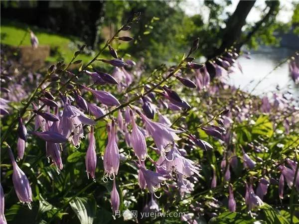 植物風(fēng)水學(xué)知識，園林人必須知道的！(圖1)