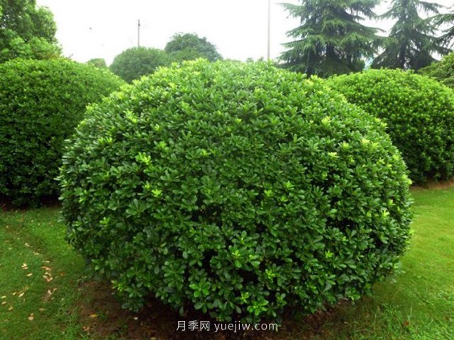 海桐球栽培養(yǎng)護管理方法(圖1)