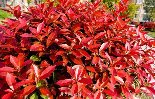 紅葉石楠球栽植修剪注意事項(圖1)