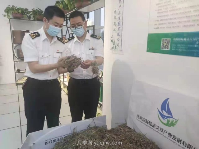 月季艾草總關(guān)情，南陽(yáng)海關(guān)助力富民產(chǎn)業(yè)做優(yōu)做強(qiáng)(圖3)