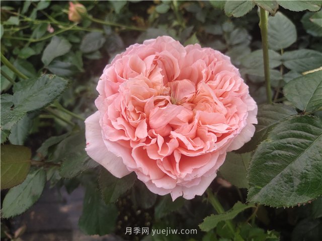 推薦3個月季品種優(yōu)缺點，不容錯過的珍品月季(圖2)