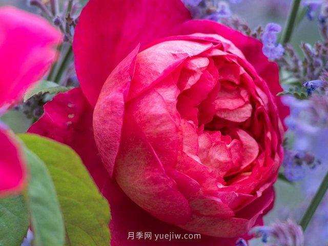 推薦3個月季品種優(yōu)缺點，不容錯過的珍品月季(圖1)